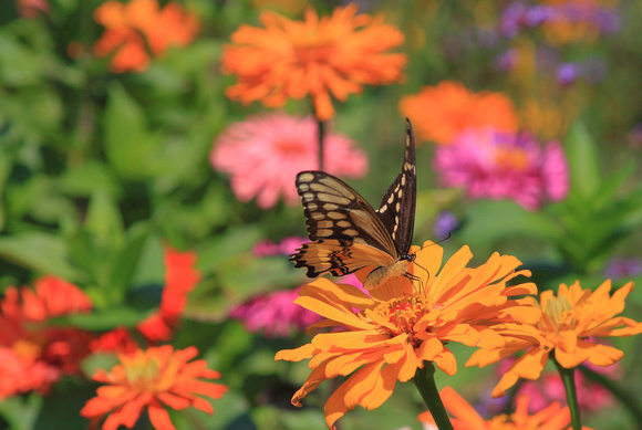 Giant Swallowtail in Butterfly Garden