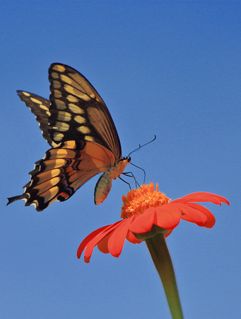 Giant Swallowtail on Zinnia