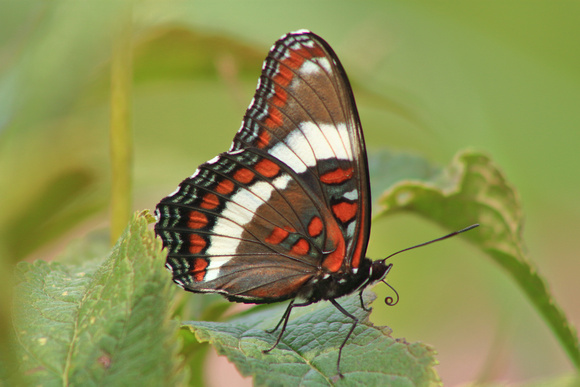 White Admiral Side Wing View