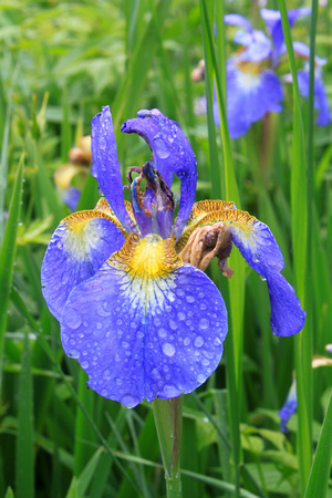 Blue Flag Iris Dew