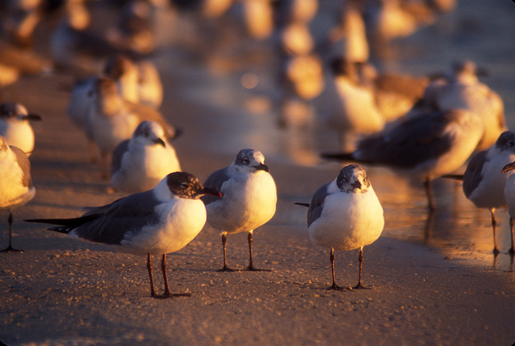 Laughing Gulls on Beach