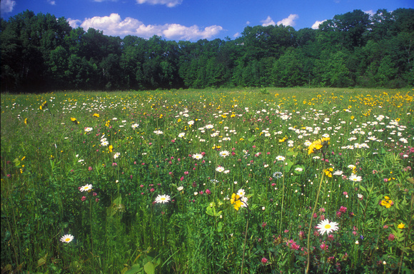 Ware River Reservation Wildflower Meadow