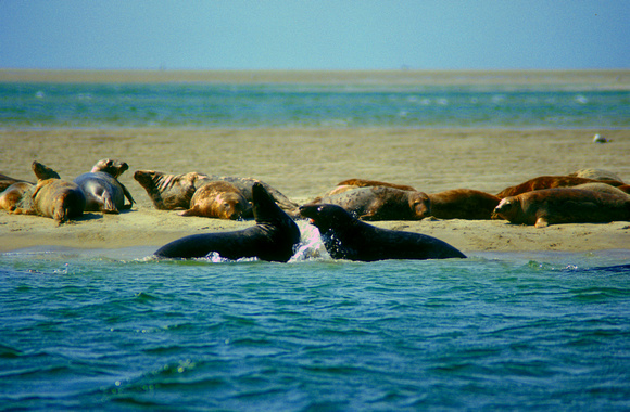 Gray Seals Monomoy playing