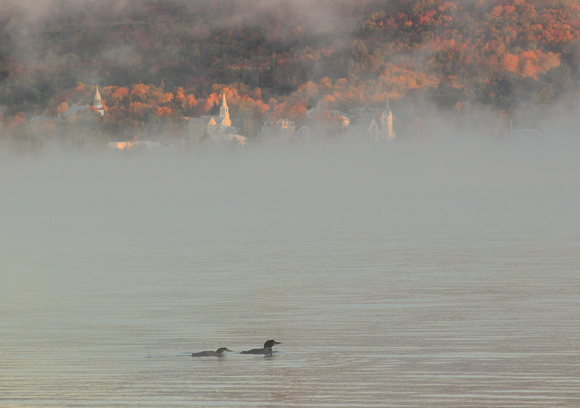 Island Pond Loons in Fog