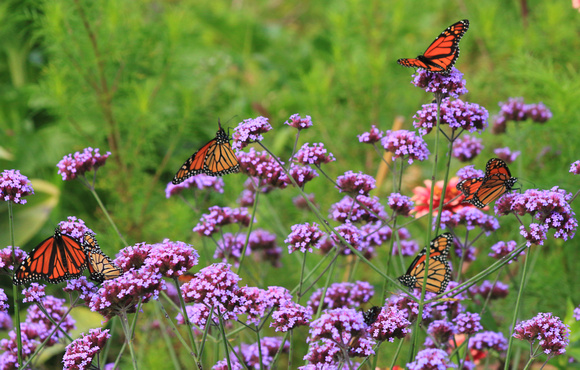 Monarch Butterfly Migrants Northampton Community Gardens