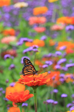 Monarch Butterfly in Pollinator Garden