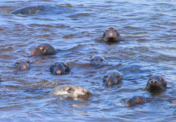 Gray Seals Cape Cod ocean beach