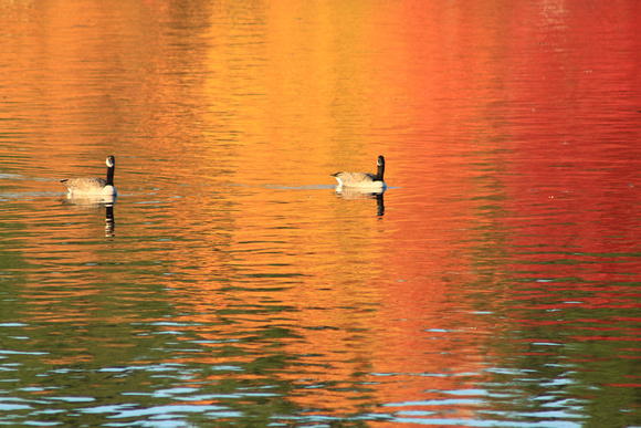 Canada Goose Fall Foliage Reflection