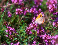 American Copper in Thyme