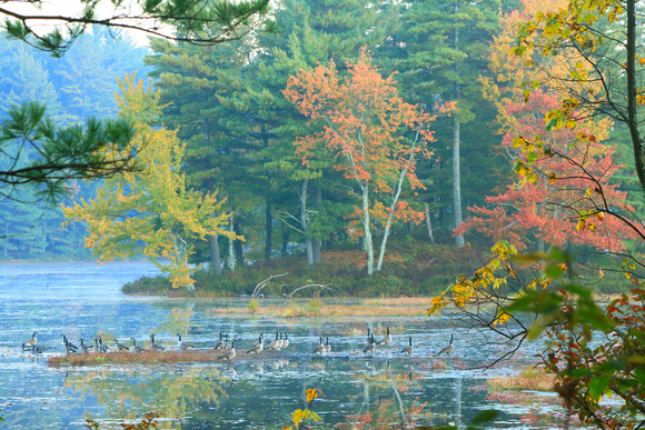 Harvard Pond Canada Goose Flock in Autumn