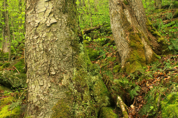 Dunbar Brook Old Growth Forest