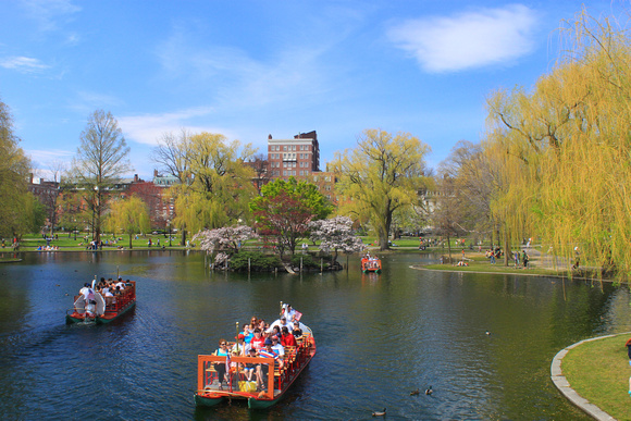 Boston Common Public Garden Swan Boats in Spring