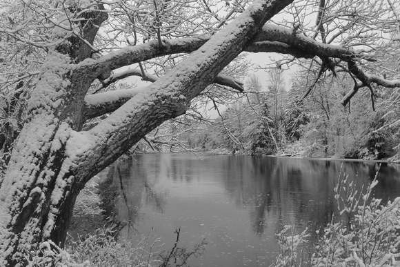 Millers River South Royalston in Winter monohrome
