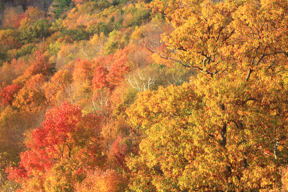 Berkshires Fall Foliage