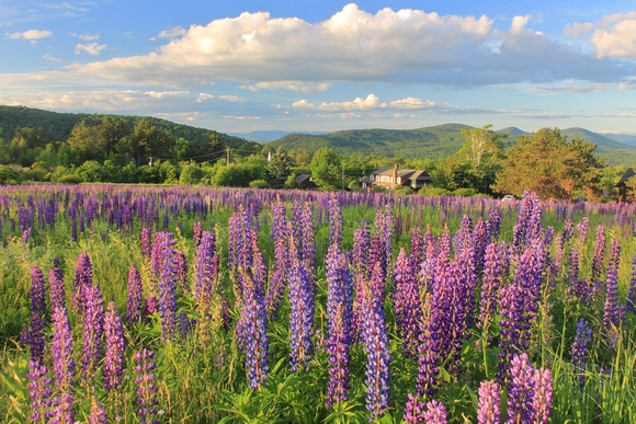 Sugar Hill Lupines at Sunset Hill