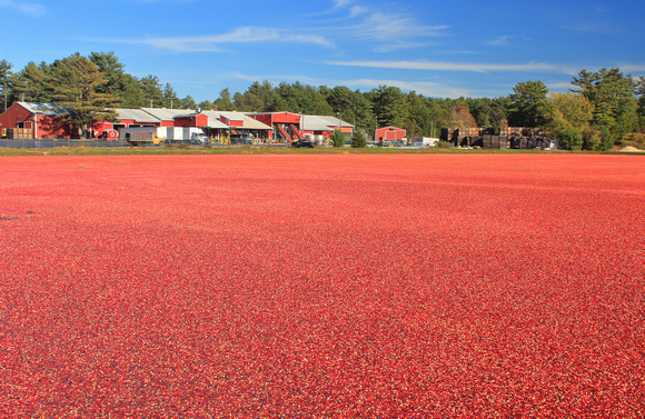 Cranberry Bog Harvest Carver