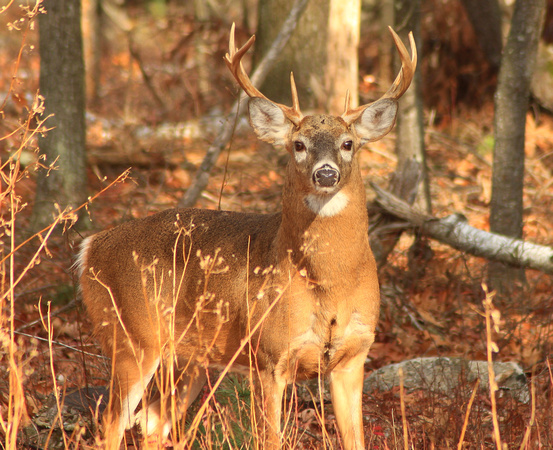 Whitetail Deer Buck 2