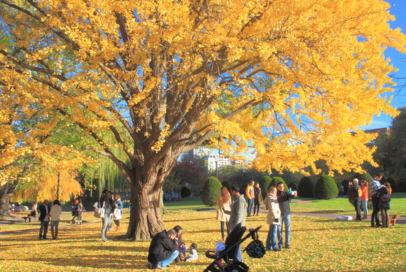 Boston Common Public Gsrden GinkgoTree Fall Foliage 5845