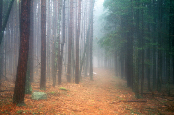 Harvard Forest Pine Plantation Trail