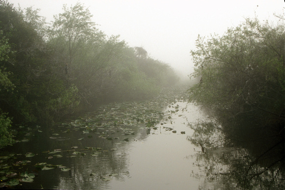 Everglades Shark River Fog