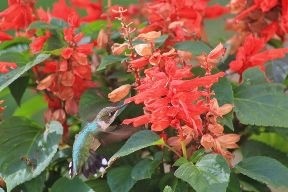 Ruby Throated Hummingbird and Salvias