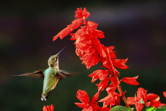 Ruby Throated Hummingbird and Salvia flower