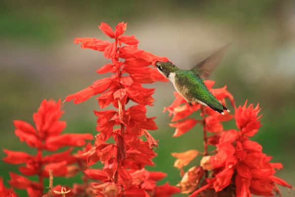 Ruby Throated Hummingbird and Salvia