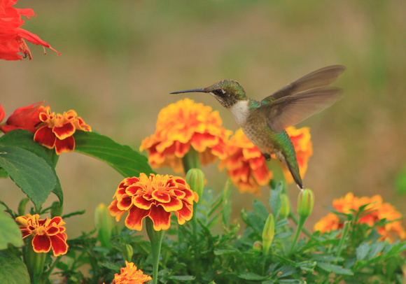 Ruby Throated Hummingbird and Marigolds