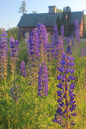 Sugar Hill Lupines and Barn