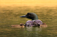 Common Loon and Chicks