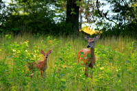 White tailed Deer and Fawn