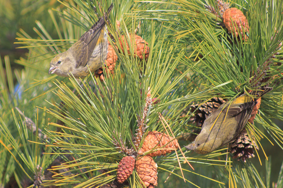 Red Crossbill Females Feeding in Pine