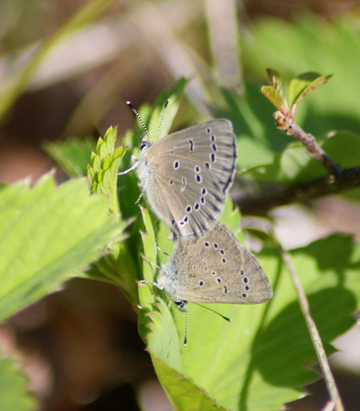 Silvery Blues Mating