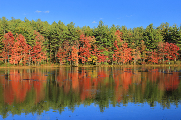Wendell State Forest Fall Foliage Ruggles Pond