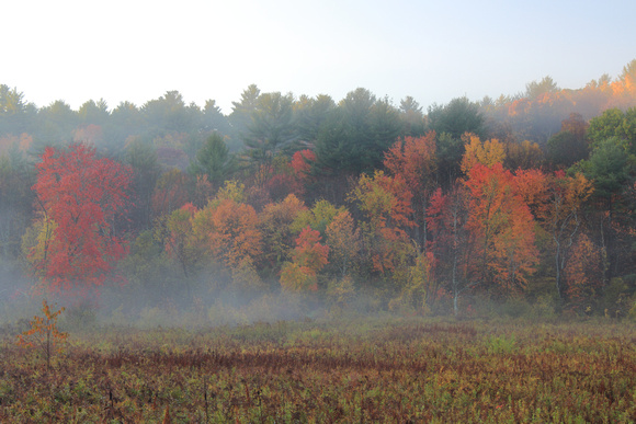 Haskins Meadow Autumn Fog