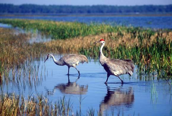 Sandhill Cranes at Florida Lake