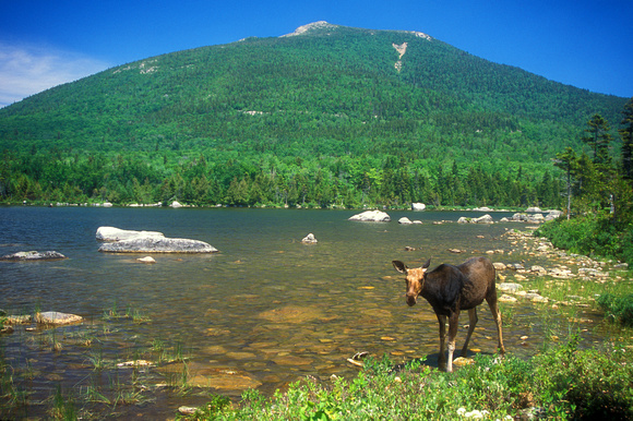 Baxter State Park South Turner Mountain Cow Moose