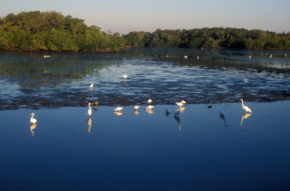 Wading Birds at Ding Darling National Wildlife Refuge