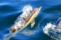 Common Dolphin