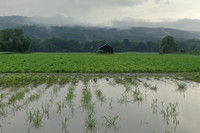 Deerfield MA flooded crop field July 21