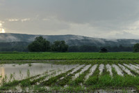 Deerfield MA flooded crops and thunderstorm July 21 2
