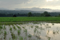 Deerfield MA flooded crops after storm July 21