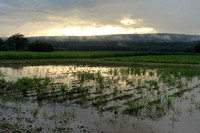 Deerfield MA flooded crops after storm July 21 2