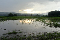 Deerfield MA flooded crops in storm July 21