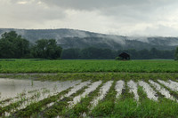 Deerfield MA flooded crops and thunderstorm July 21