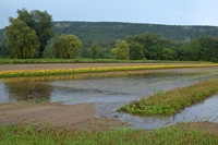Deerfield MA flooded flower farrm
