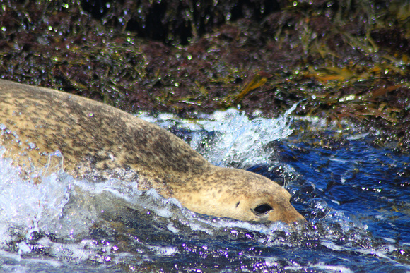 Harbor Seal diving