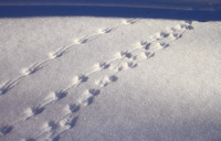 Mouse Tracks in Snow