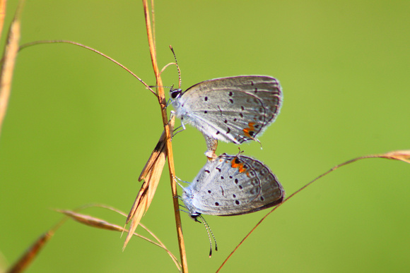 Eastern Tailed Blues Mating