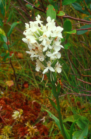 White Fringed Orchid